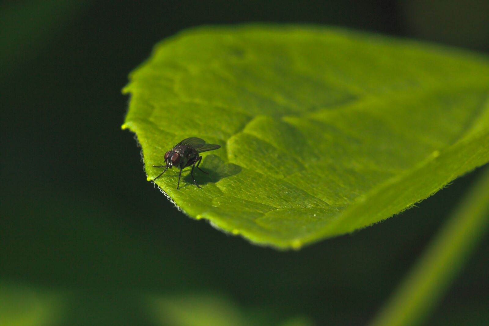 Canon EOS 600D (Rebel EOS T3i / EOS Kiss X5) sample photo. Fly, green, plant photography