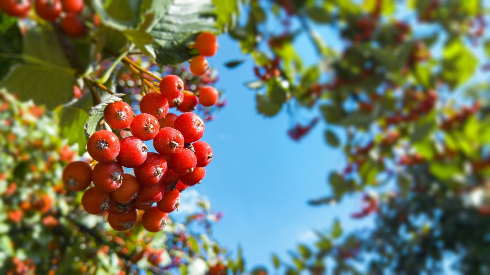 LG G4 sample photo. Rowan, autumn, green photography