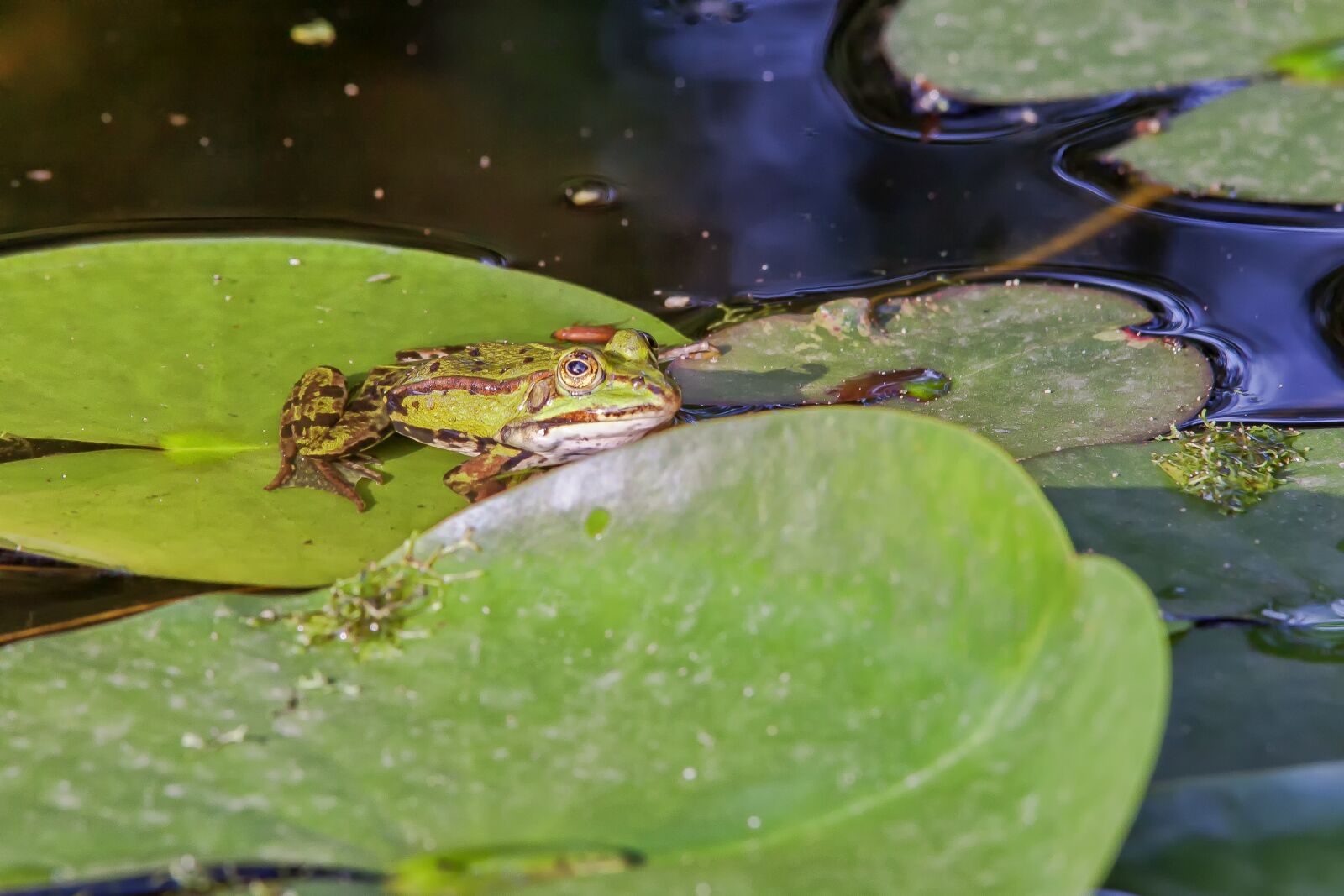 Canon EOS 50D sample photo. Frog, water lily, leaf photography