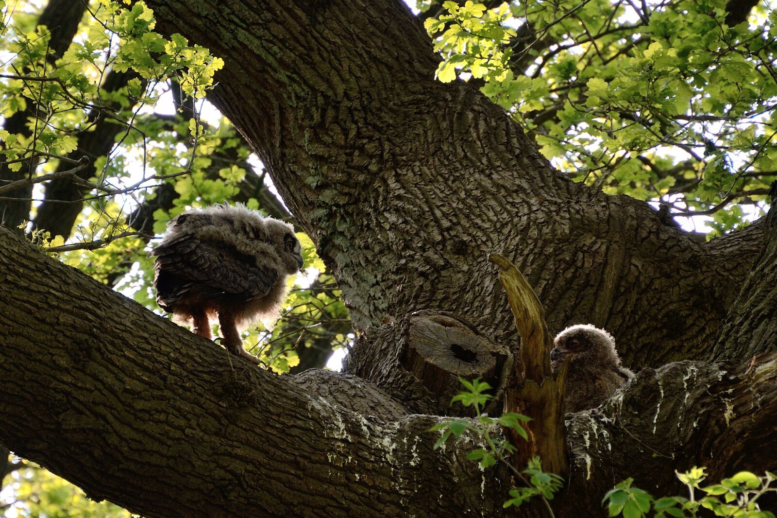 Nikon D7000 sample photo. Eagle owl, young bird photography