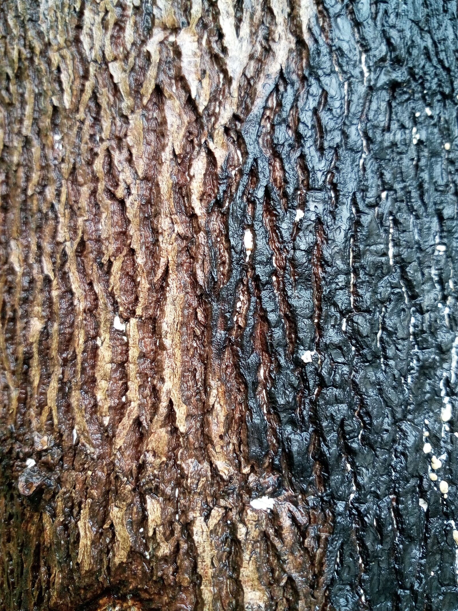 vivo X3S sample photo. Wood, brown, black photography