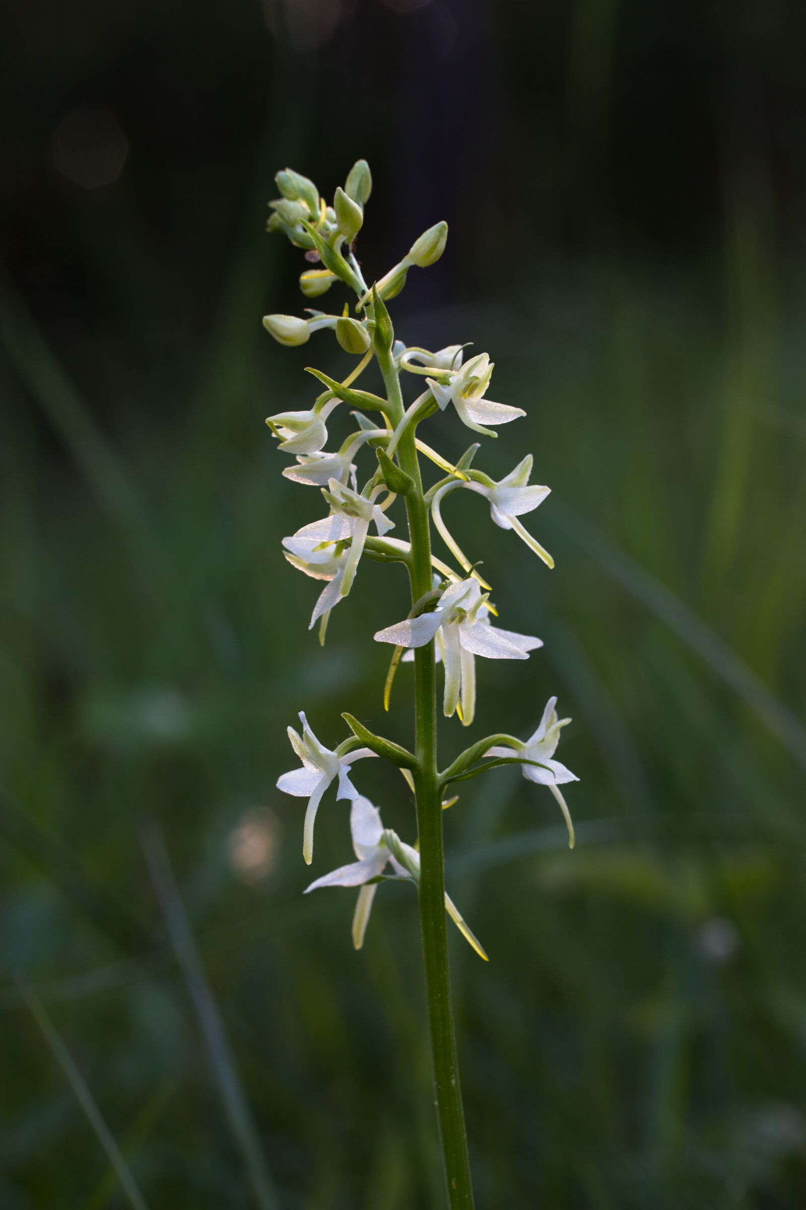 Tamron SP AF 60mm F2 Di II LD IF Macro sample photo. Orchid, wildform, wild orchid photography