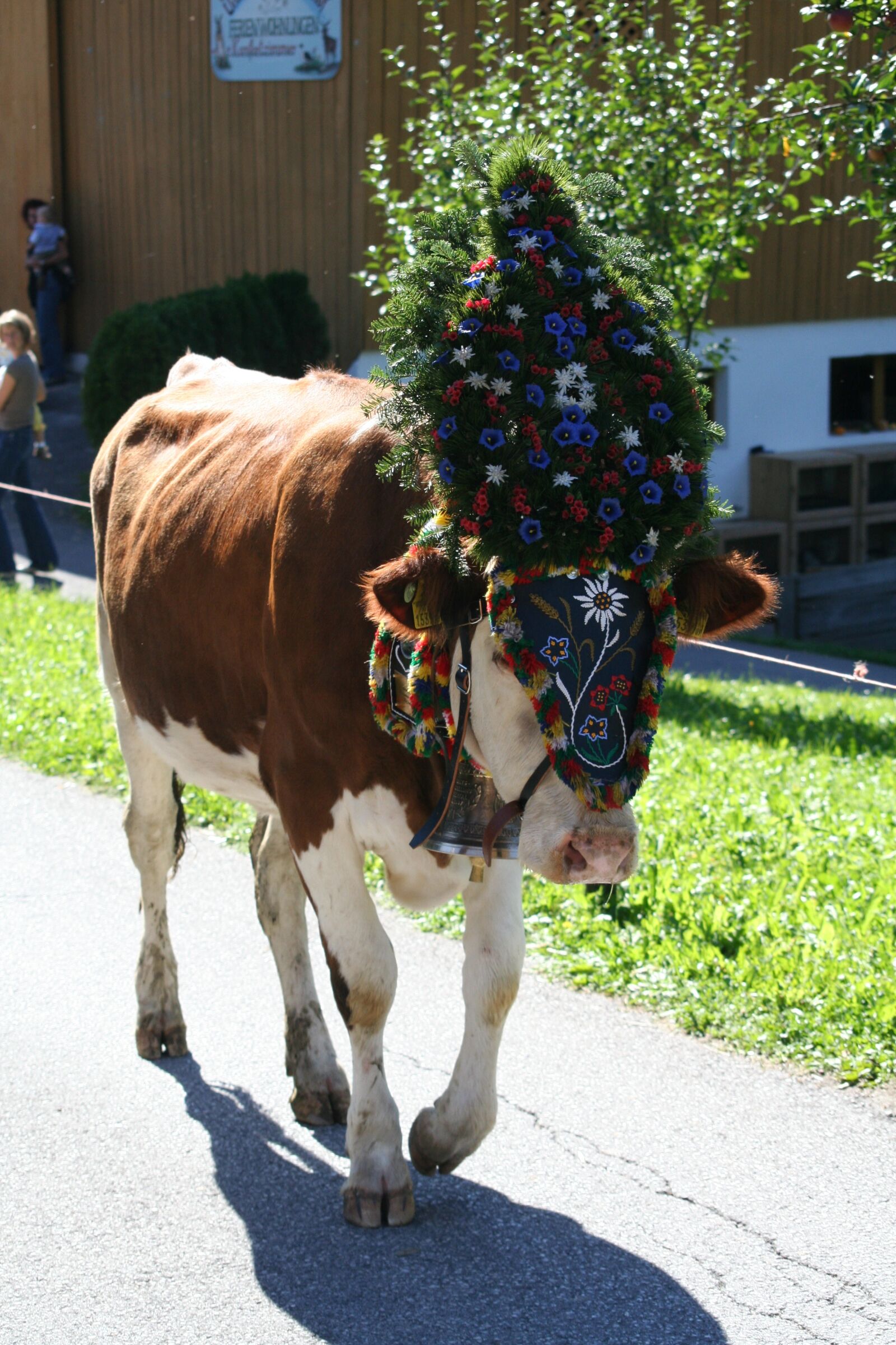 Canon EOS 350D (EOS Digital Rebel XT / EOS Kiss Digital N) sample photo. Cow, beef, almabtrieb photography