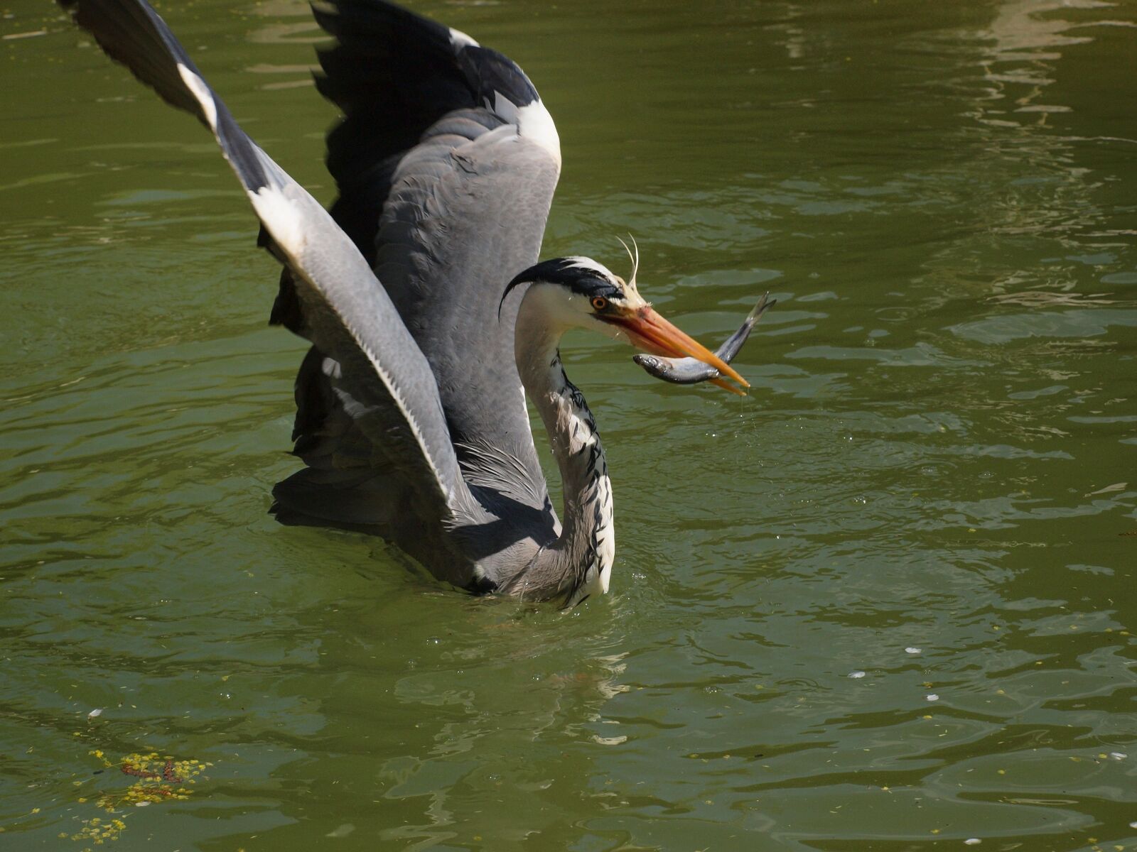 Olympus E-620 (EVOLT E-620) sample photo. Heron, with, prey photography