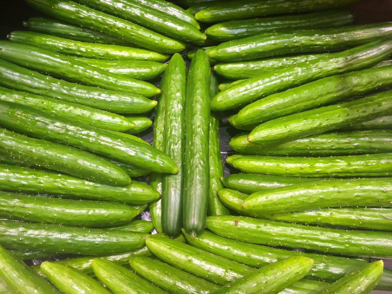 iPhone 5s back camera 4.15mm f/2.2 sample photo. Cucumber, green, vivid photography