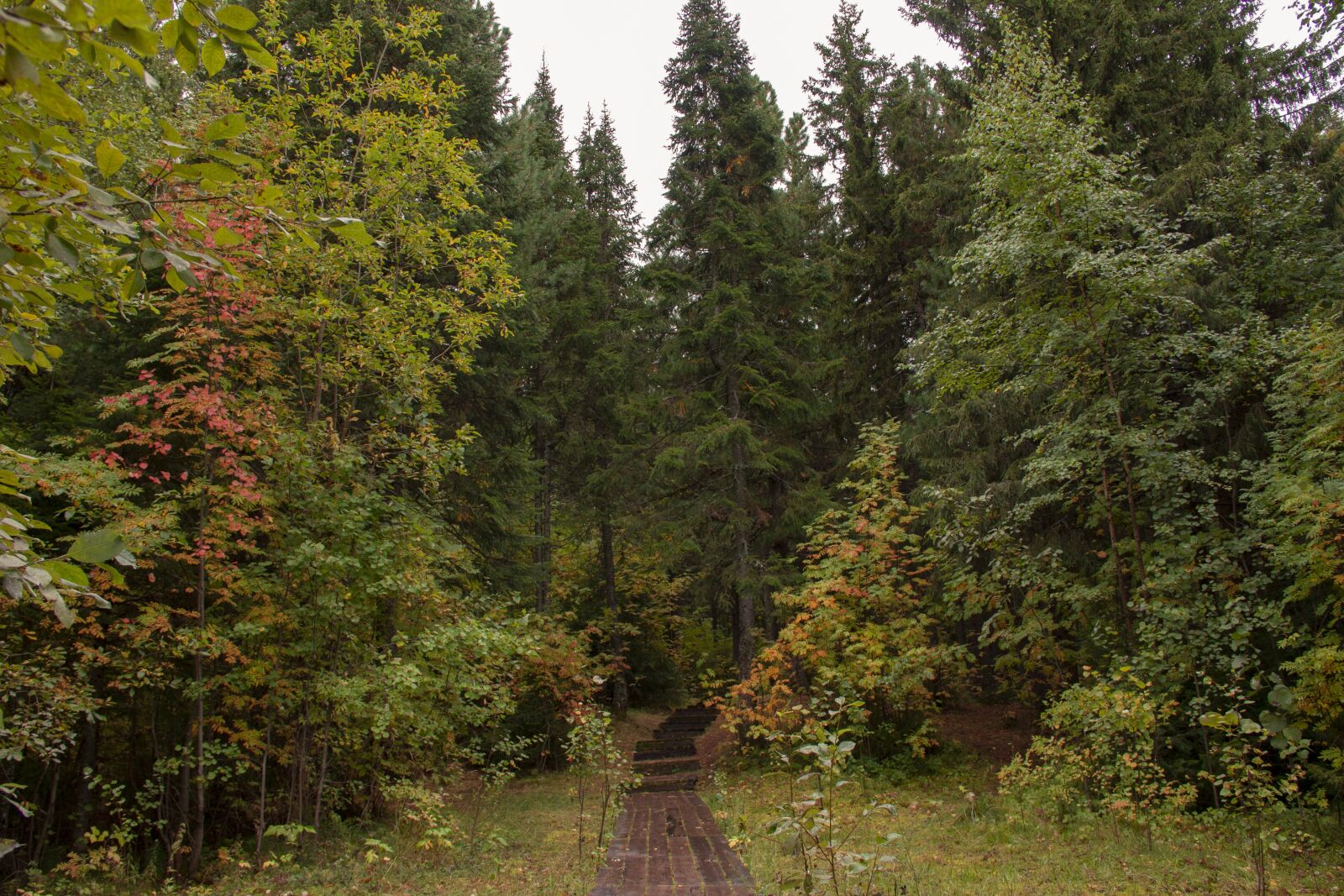 Canon EOS 70D sample photo. "Trail, forest, autumn" photography