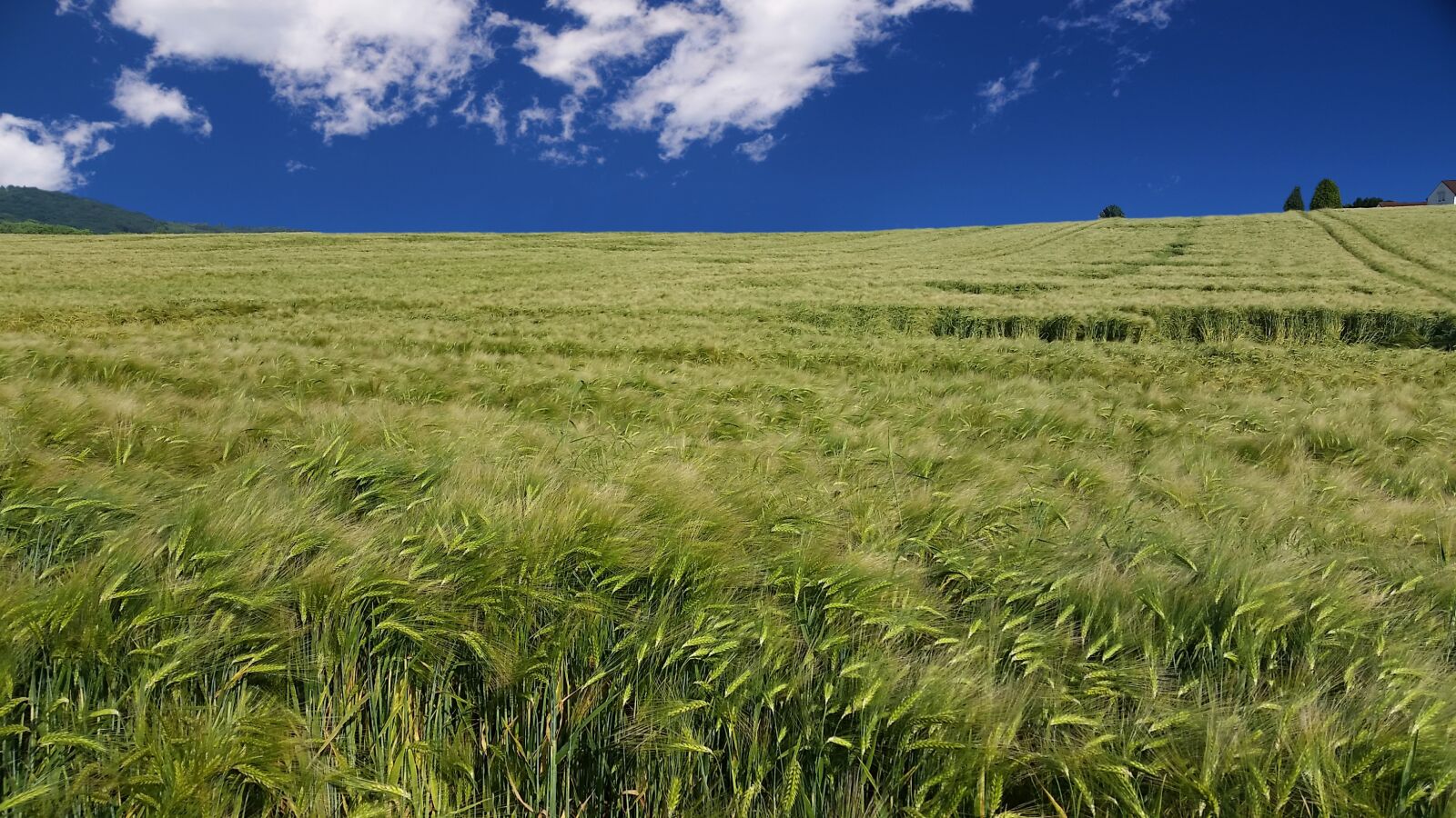 Samsung Galaxy S5 sample photo. Wheat, field, summer photography