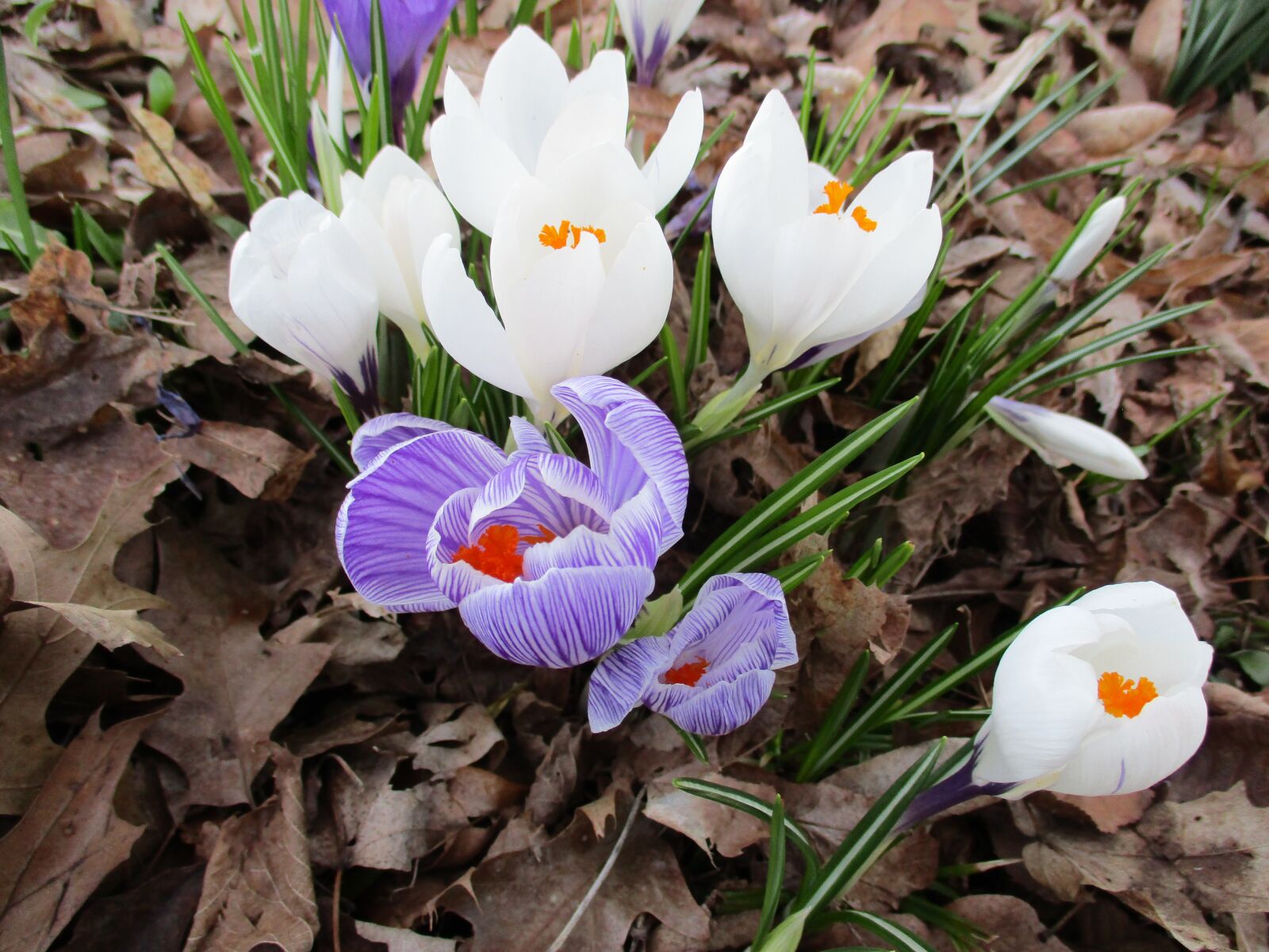 Canon PowerShot ELPH 180 (IXUS 175 / IXY 180) sample photo. Crocus, flowers, spring photography