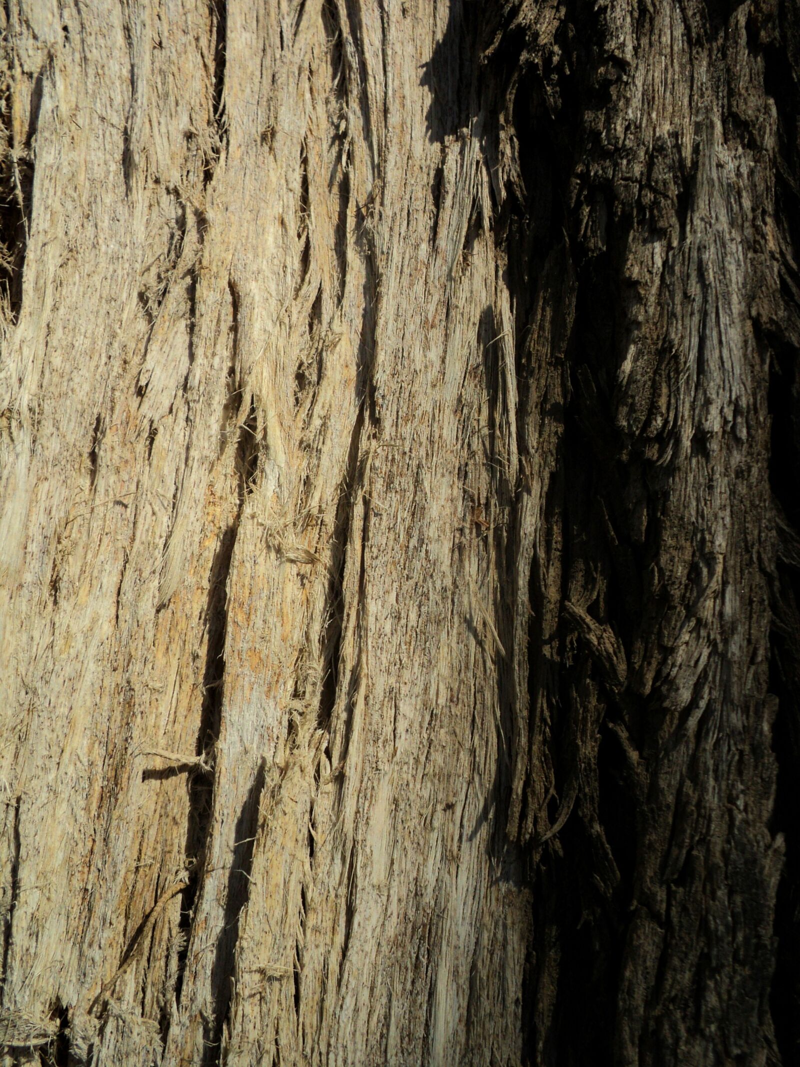 Sony DSC-S2000 sample photo. Tree, tree trunk, bark photography