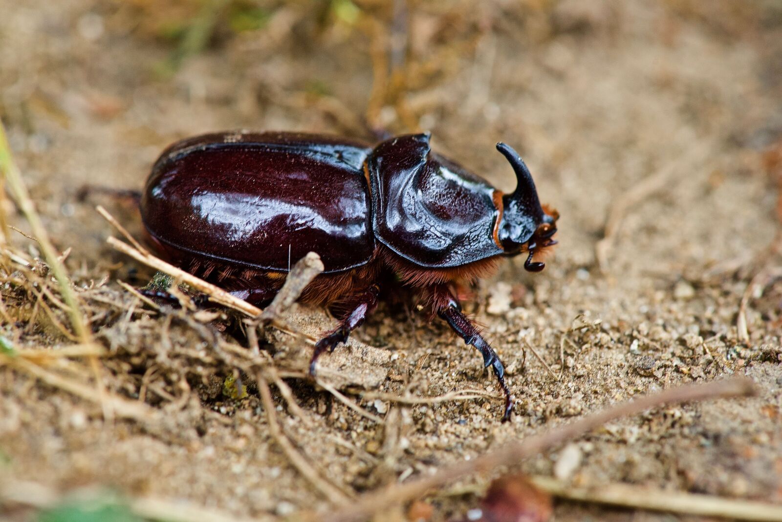 Nikon D750 sample photo. Scarab, rhinoceros, beetle photography