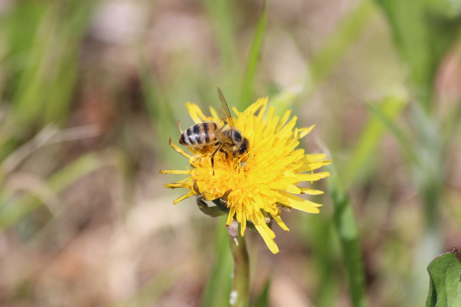 Canon EOS 650D (EOS Rebel T4i / EOS Kiss X6i) sample photo. Bee, dandelion, plant photography