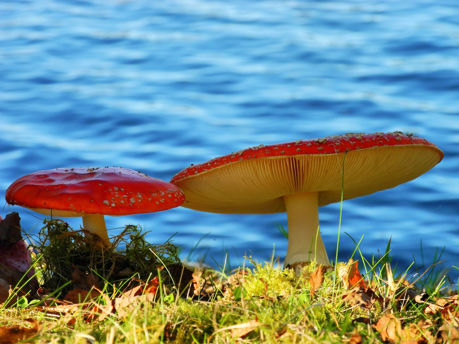 Nikon Coolpix P7100 sample photo. Mushrooms, nature, forest mushroom photography
