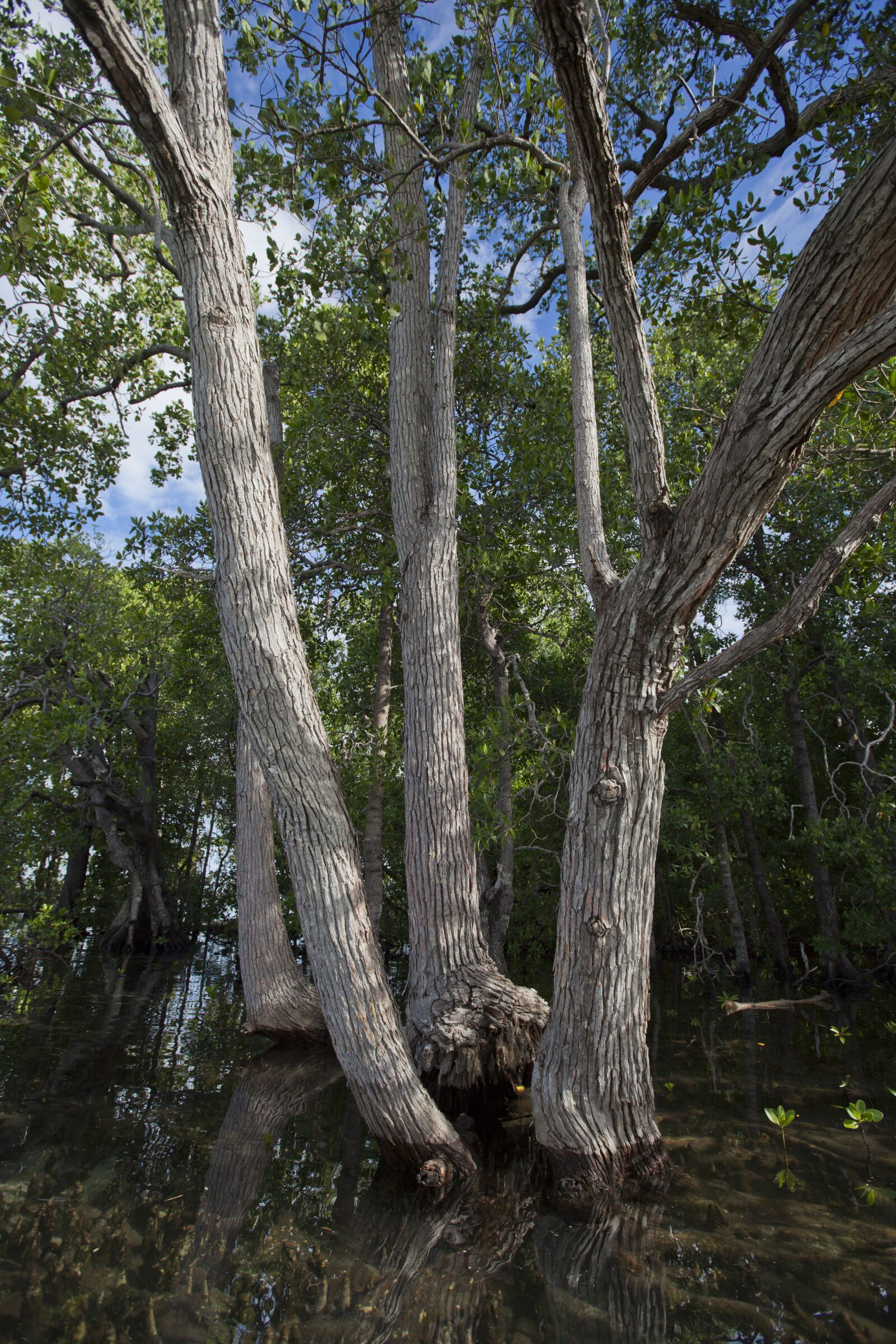 Canon EF 16-35mm F2.8L II USM sample photo. Arboretum, mangrove, widi islands photography