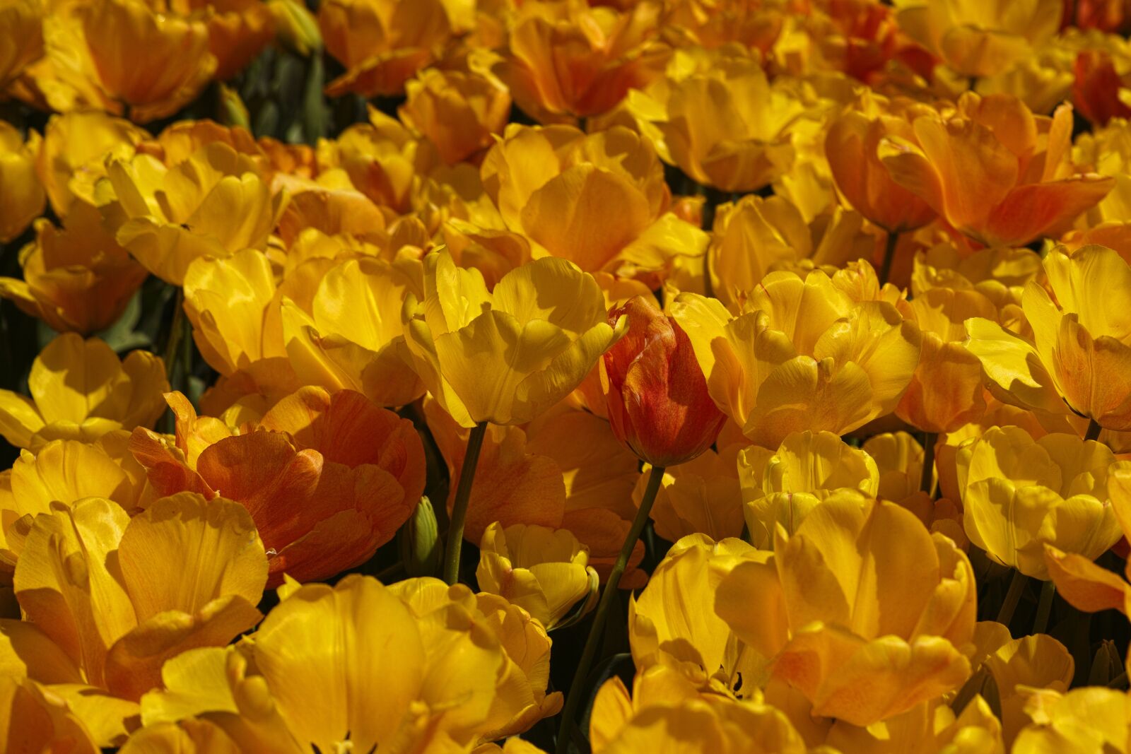Sigma DP3 Merrill sample photo. Tulips, flower, tulip festival photography
