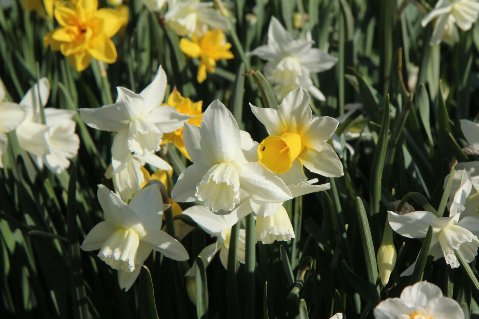 Canon EOS 600D (Rebel EOS T3i / EOS Kiss X5) sample photo. Narcissus, daffodils, spring-flowering photography
