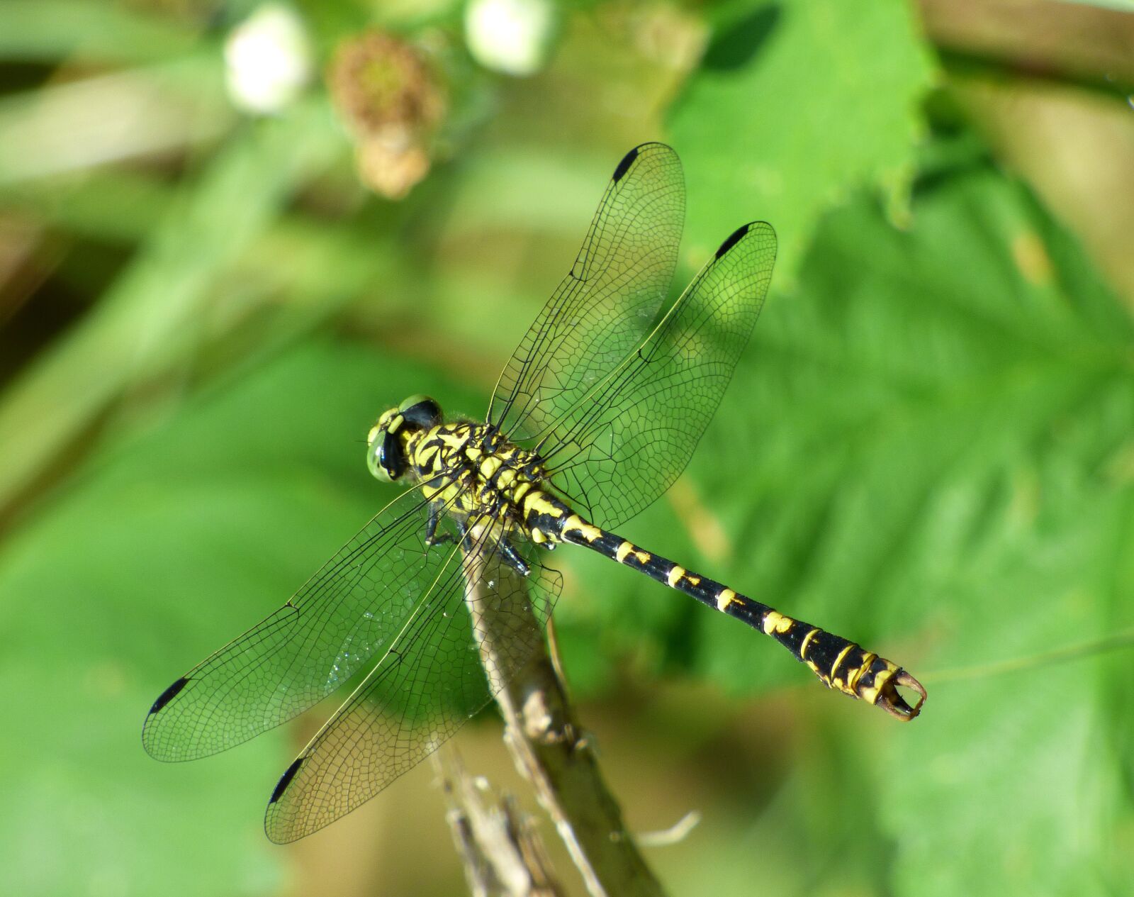 Panasonic DMC-FZ72 sample photo. Demoiselle, dragonfly, insect photography
