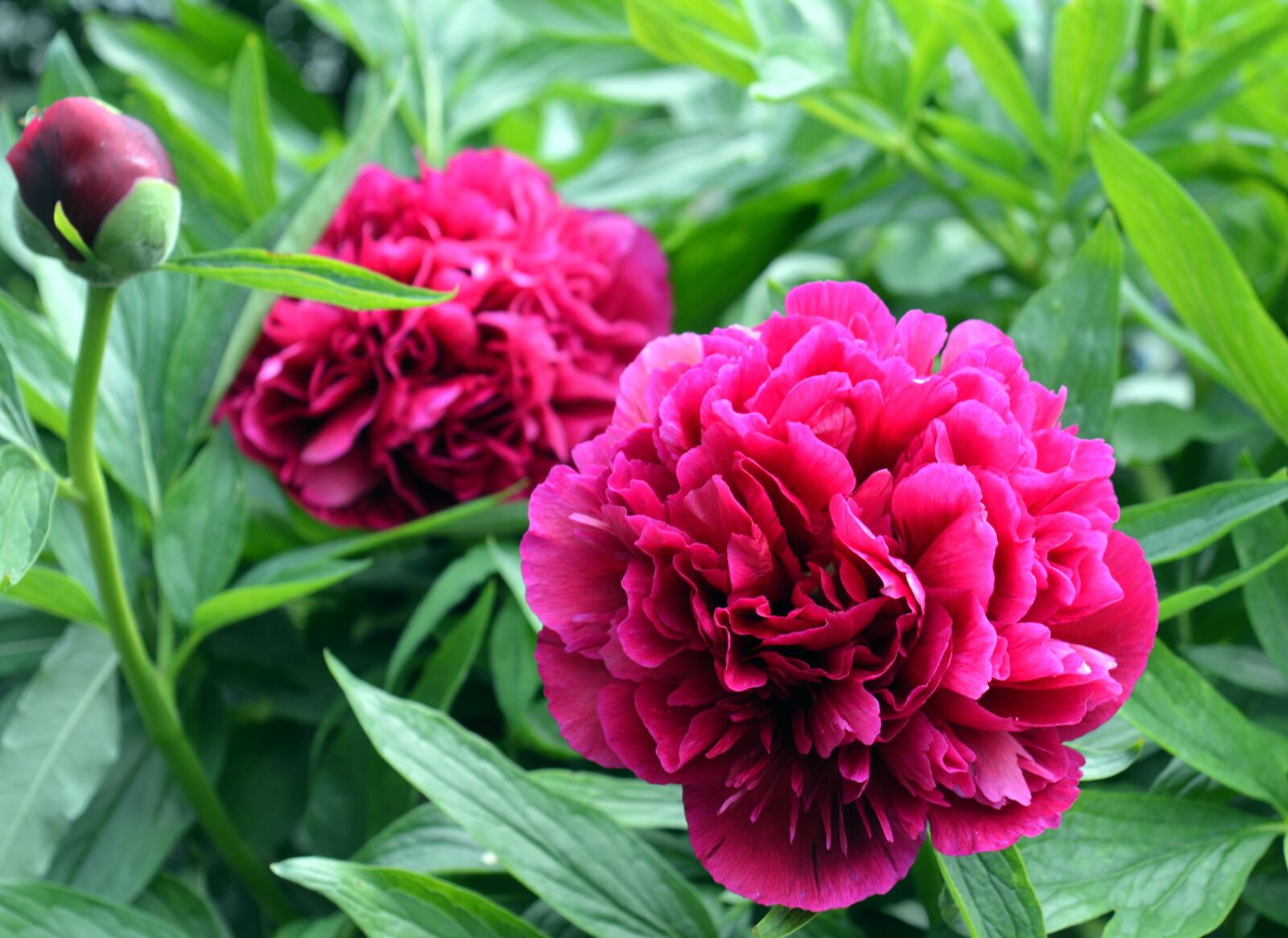 Nikon D3200 sample photo. Peony, red, blossom photography