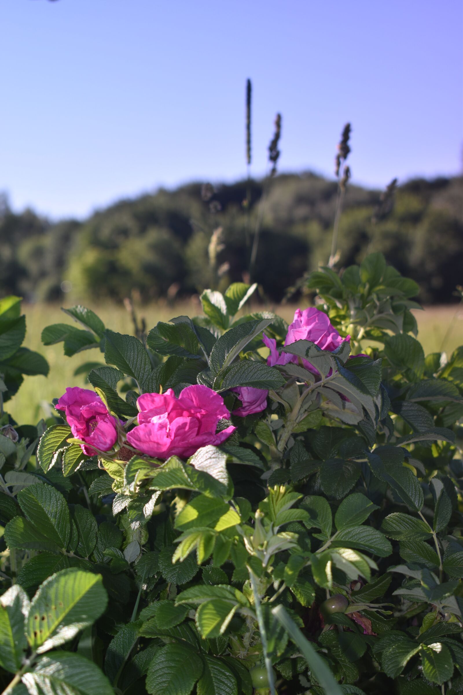 Nikon D3500 sample photo. Rose hip, bush, flowers photography