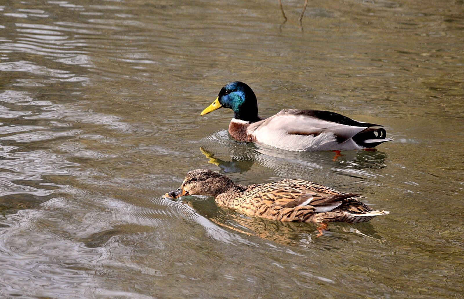 Nikon D3300 sample photo. Pair of ducks, lovers photography