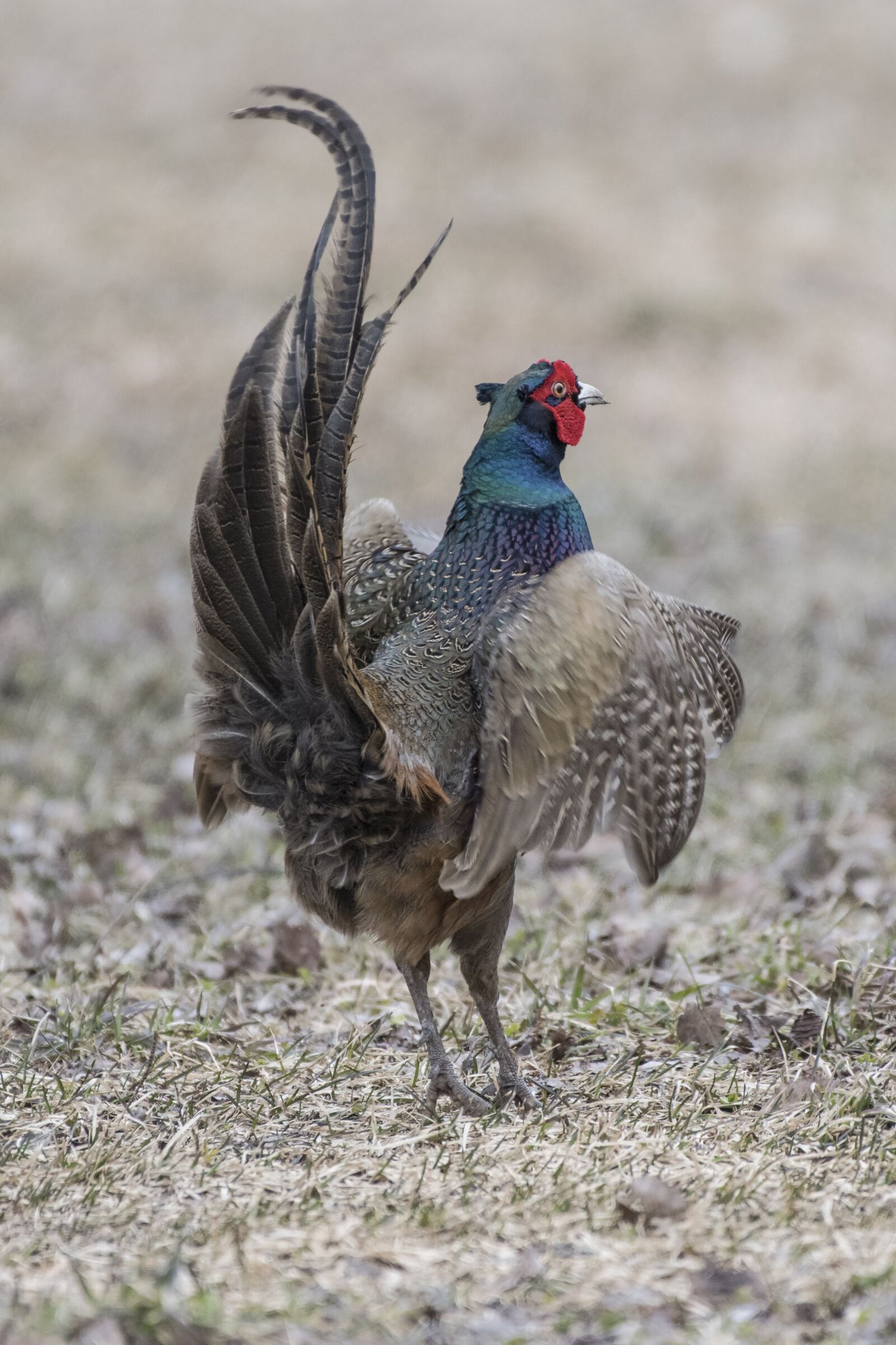 Nikon D500 sample photo. Landstrom, fasan, pheasant photography