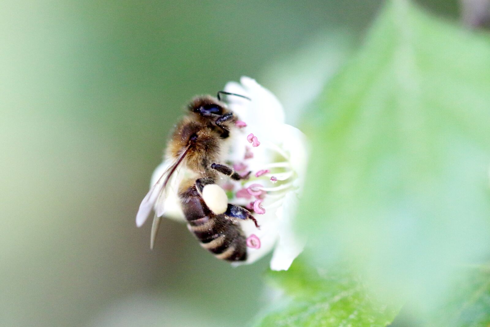 Canon EOS 1200D (EOS Rebel T5 / EOS Kiss X70 / EOS Hi) sample photo. Bee, blossom, bloom photography