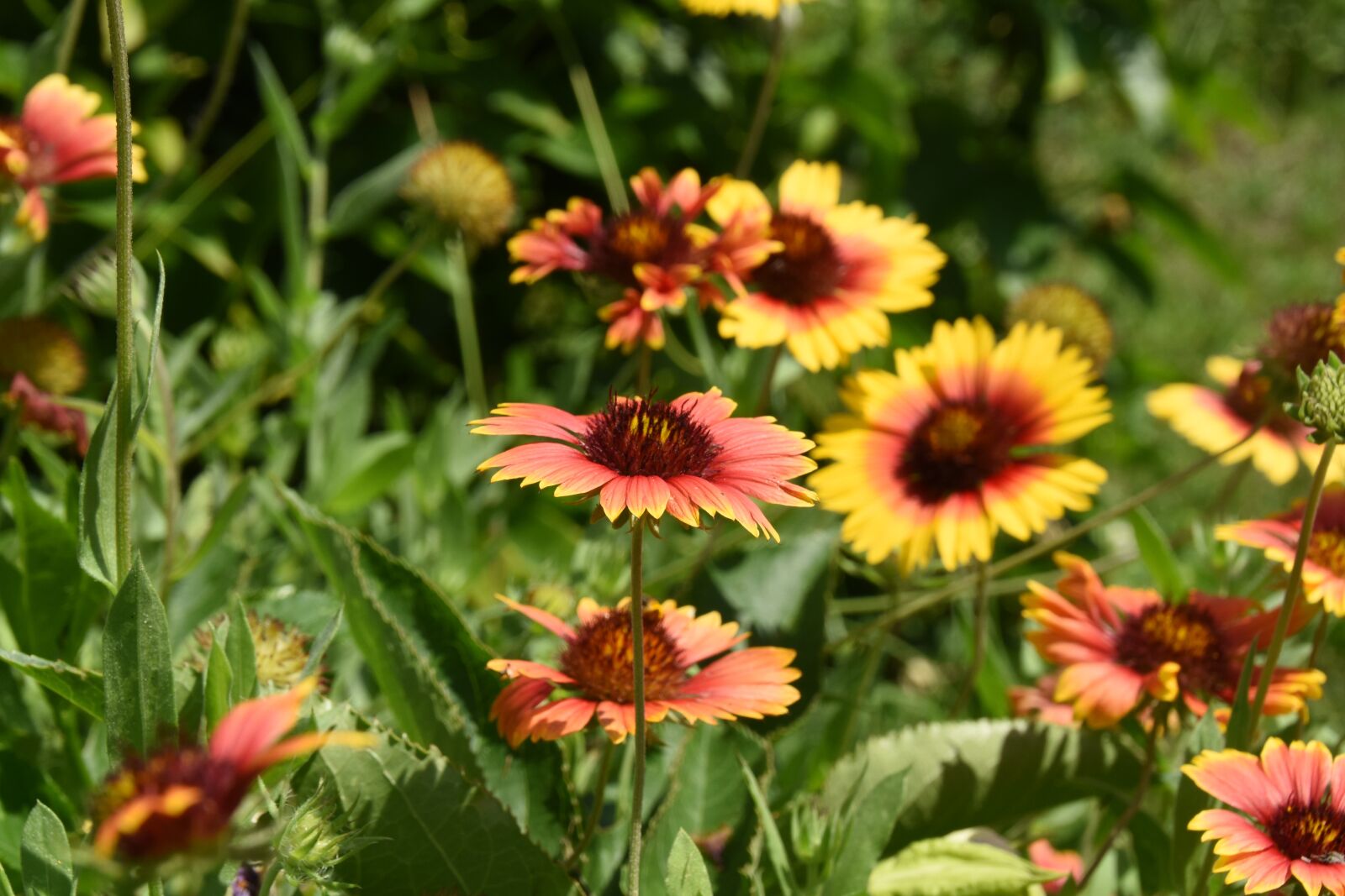 Nikon D810 sample photo. Flower, nature, flora photography