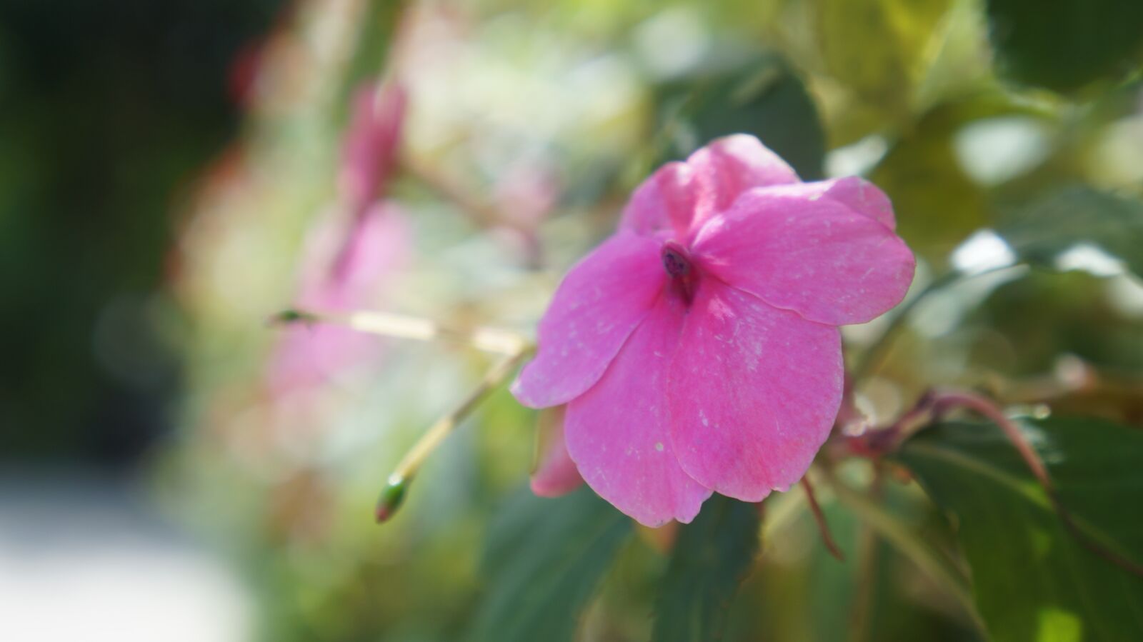 Sony Alpha a3000 + Sony E 18-55mm F3.5-5.6 OSS sample photo. Flower, nature, spring photography
