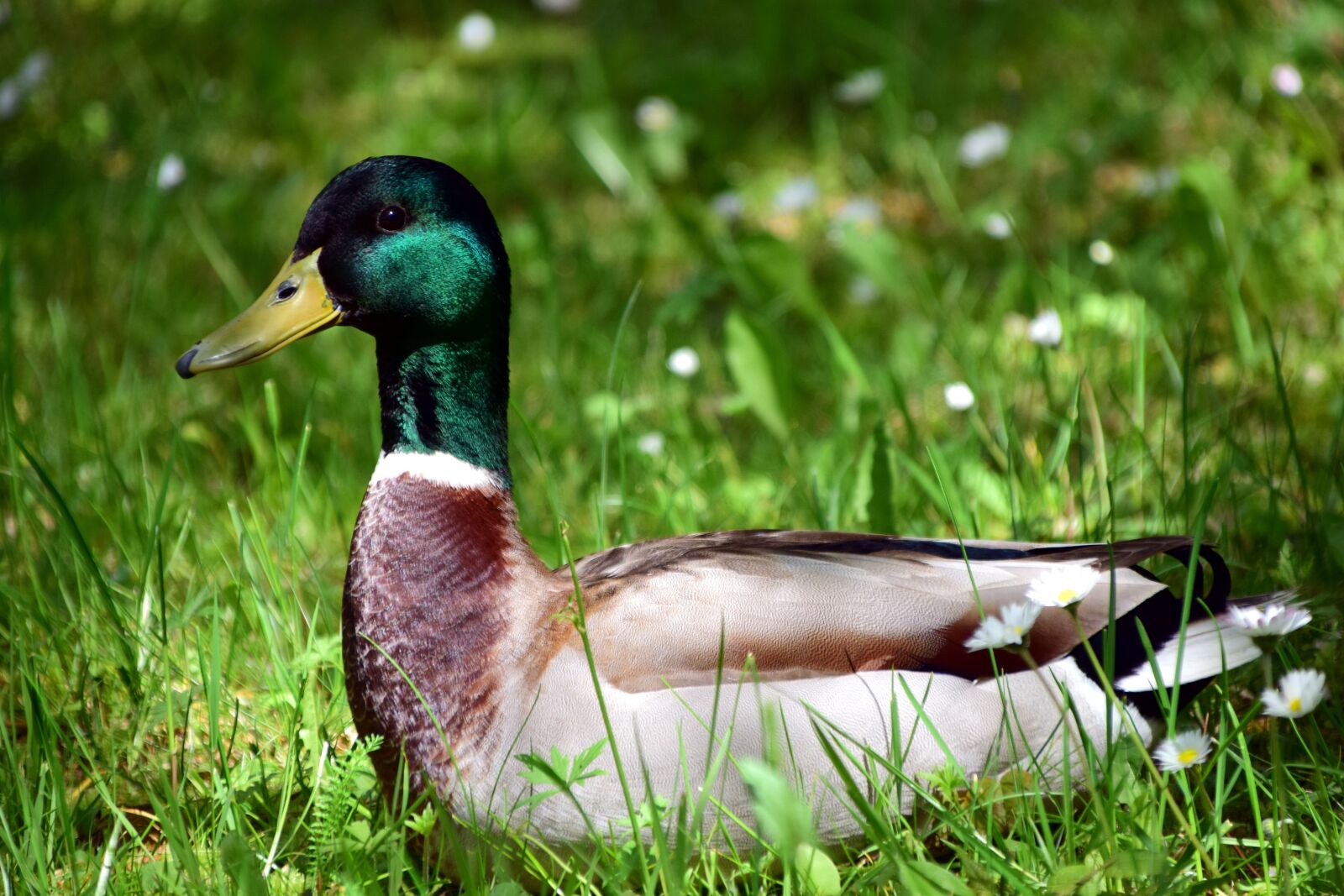Nikon D3300 sample photo. Duck, meadow, bird photography