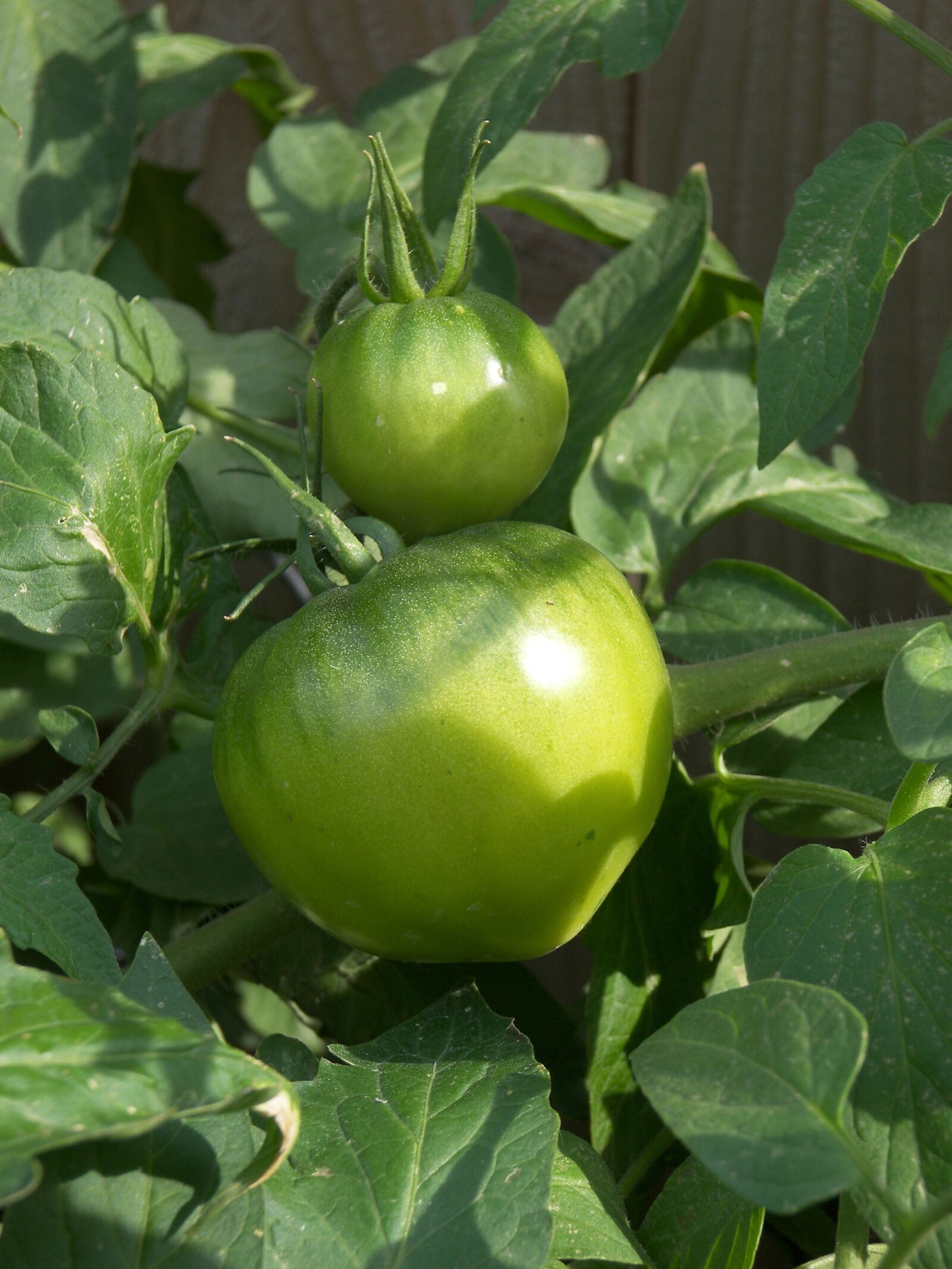 Kodak P880 ZOOM DIGITAL CAMERA sample photo. Green tomatoes, fruit, food photography
