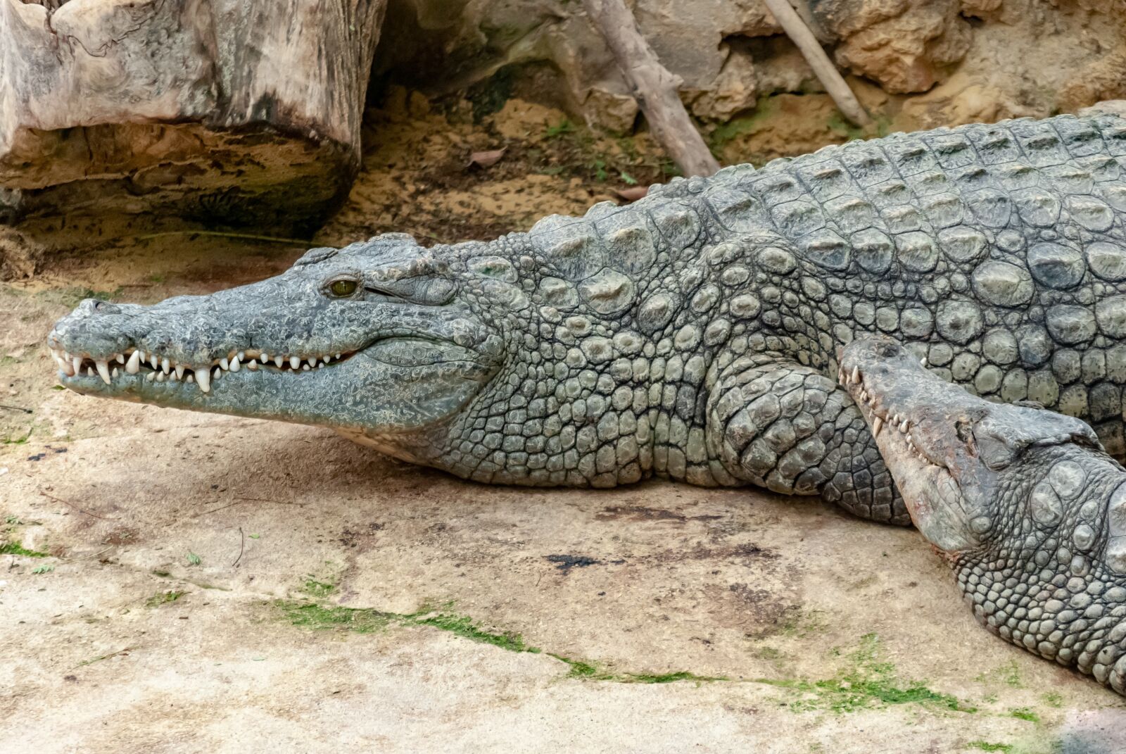 Nikon D80 sample photo. Crocodile, reptile, tortie photography
