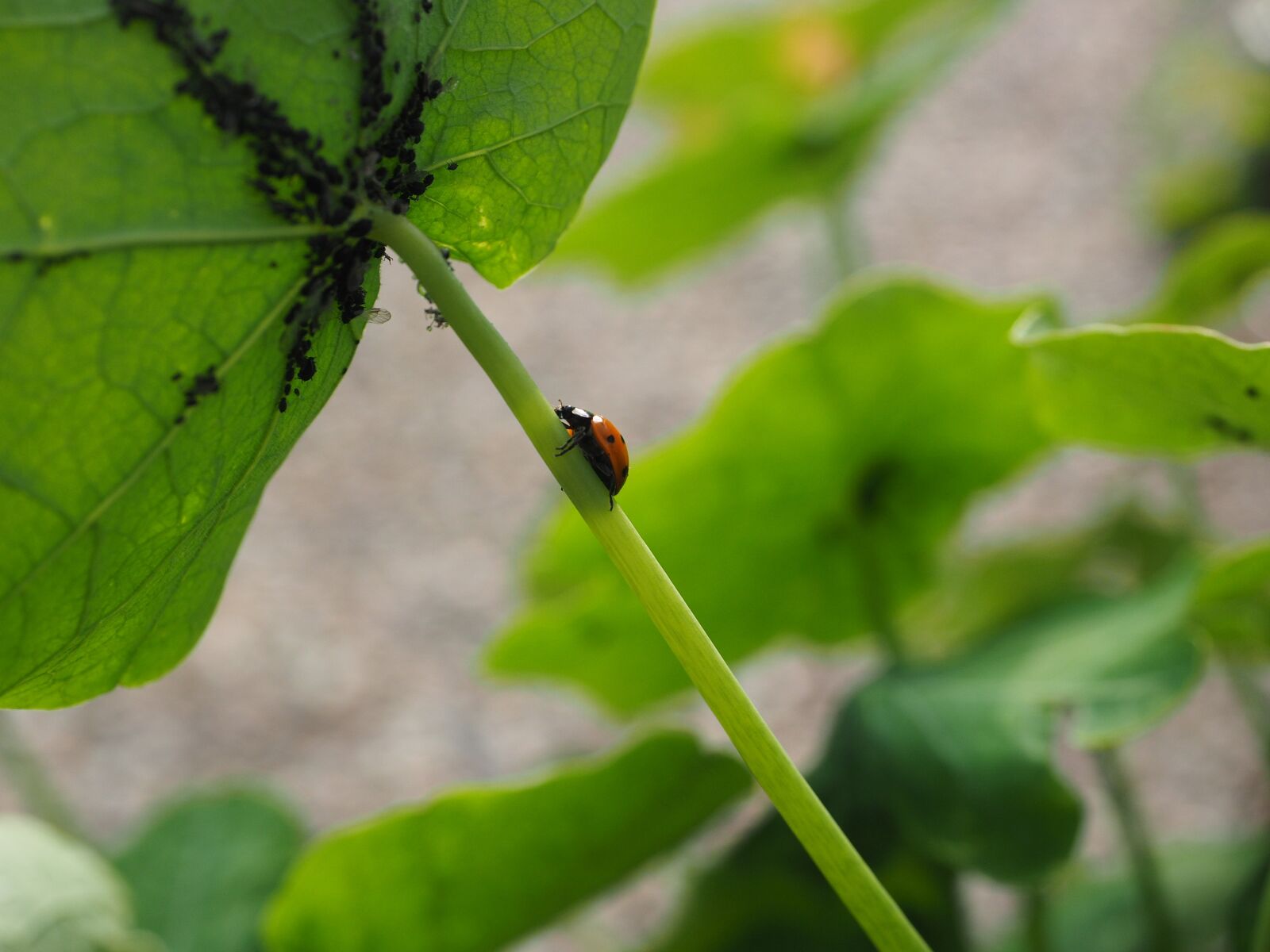 Olympus OM-D E-M1 + Olympus M.Zuiko Digital ED 12-40mm F2.8 Pro sample photo. Ladybug, lice, eat photography