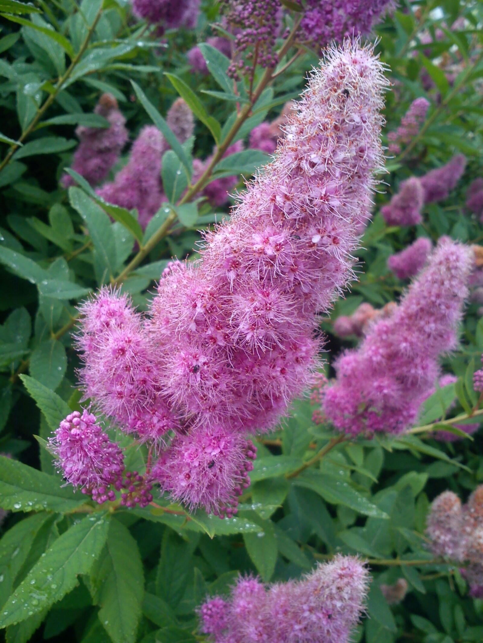 Sony Ericsson J10i2 sample photo. Flower, pink flower, nature photography