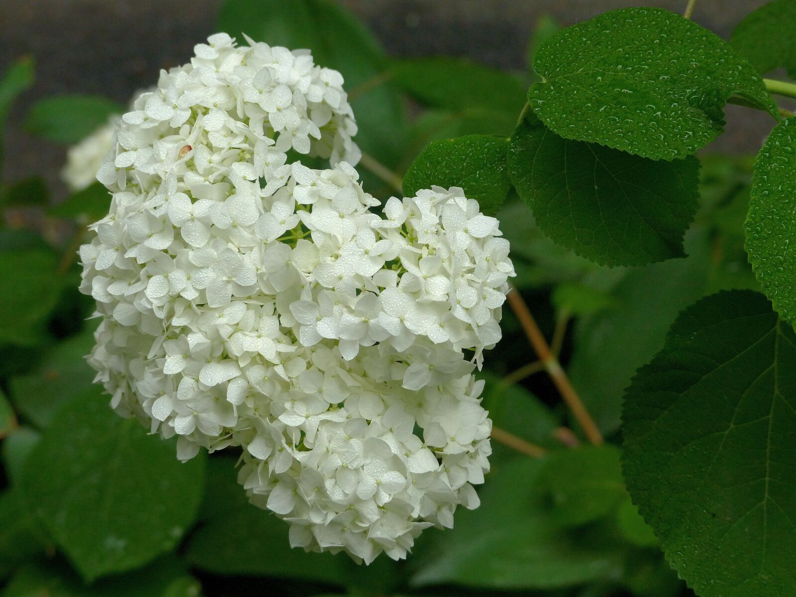 Panasonic Lumix DMC-FZ200 sample photo. Hydrangea, flower, drops photography