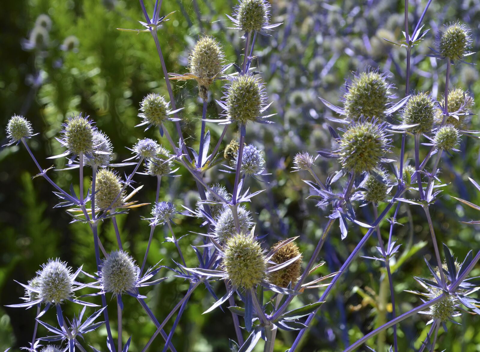 Nikon D5100 sample photo. Flora, spine, nature photography