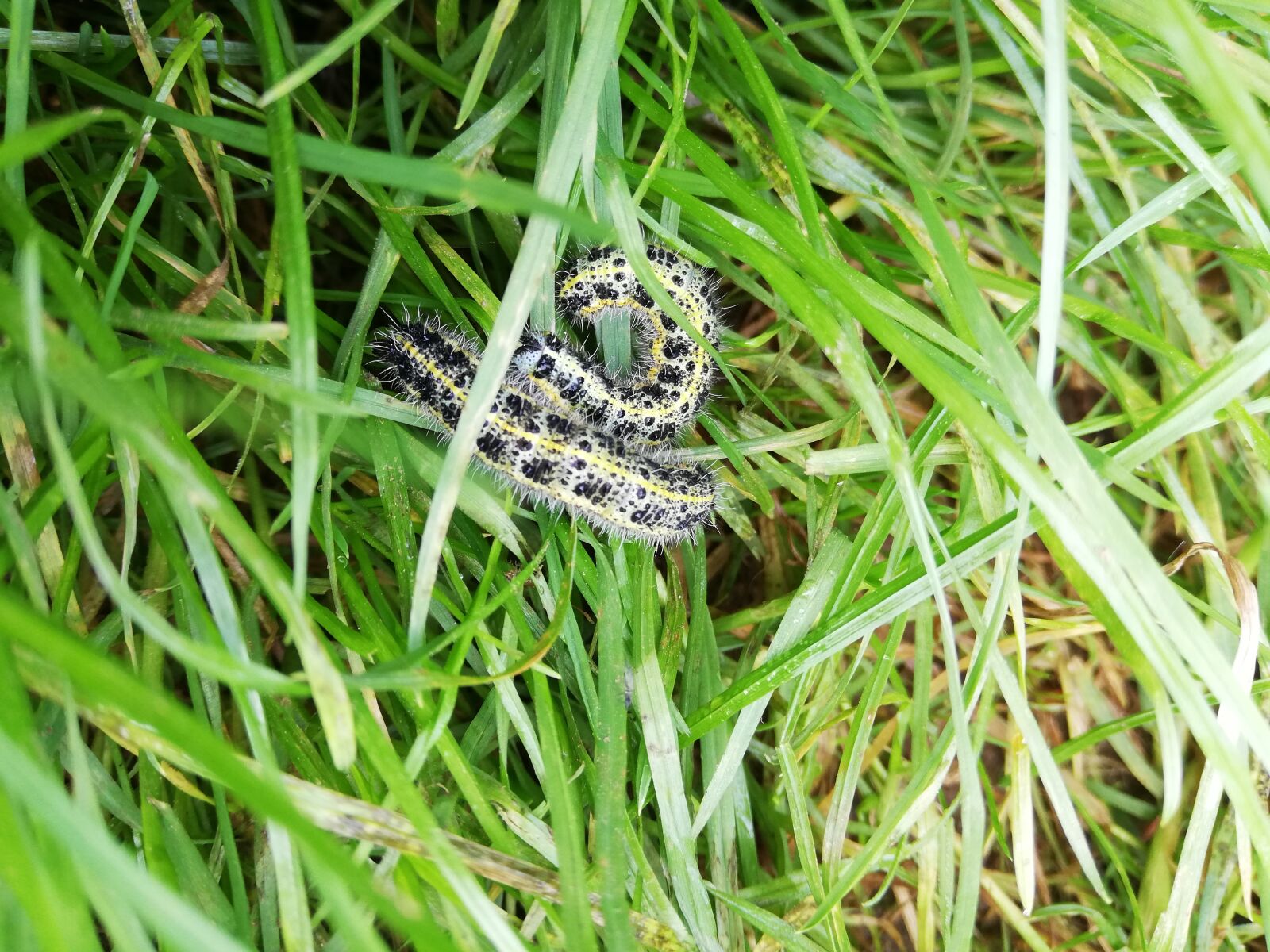 HUAWEI ANE-LX1 sample photo. The caterpillars, grass, greens photography