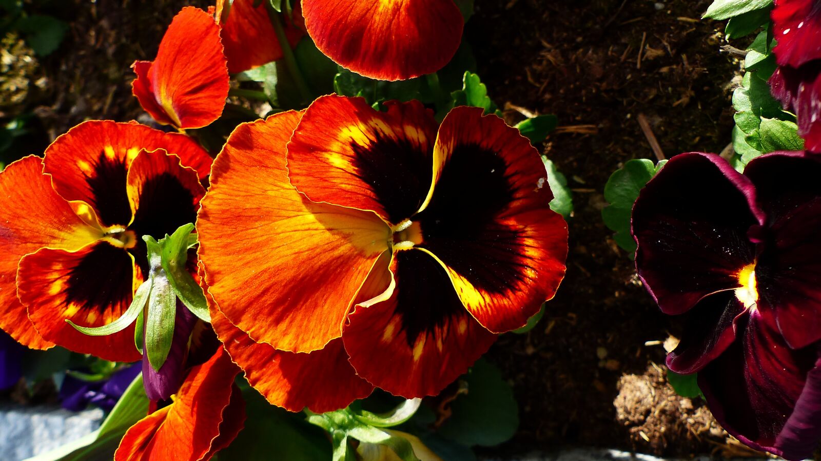Panasonic Lumix DMC-FZ200 sample photo. Nature, flower, leaf photography