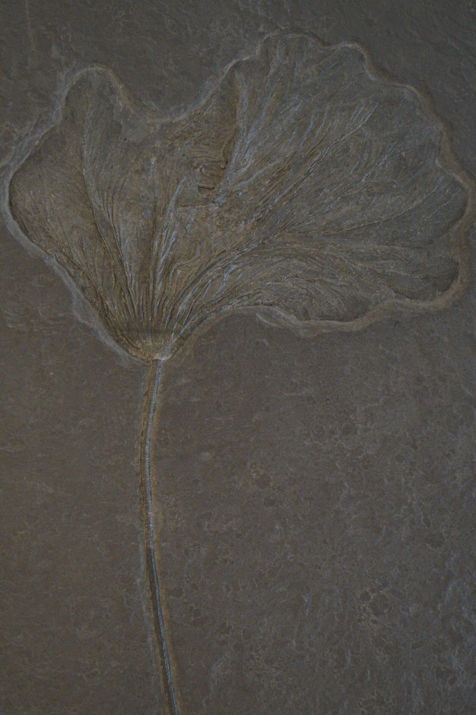 Sony SLT-A58 sample photo. Crinoid, fossil, fossilized photography