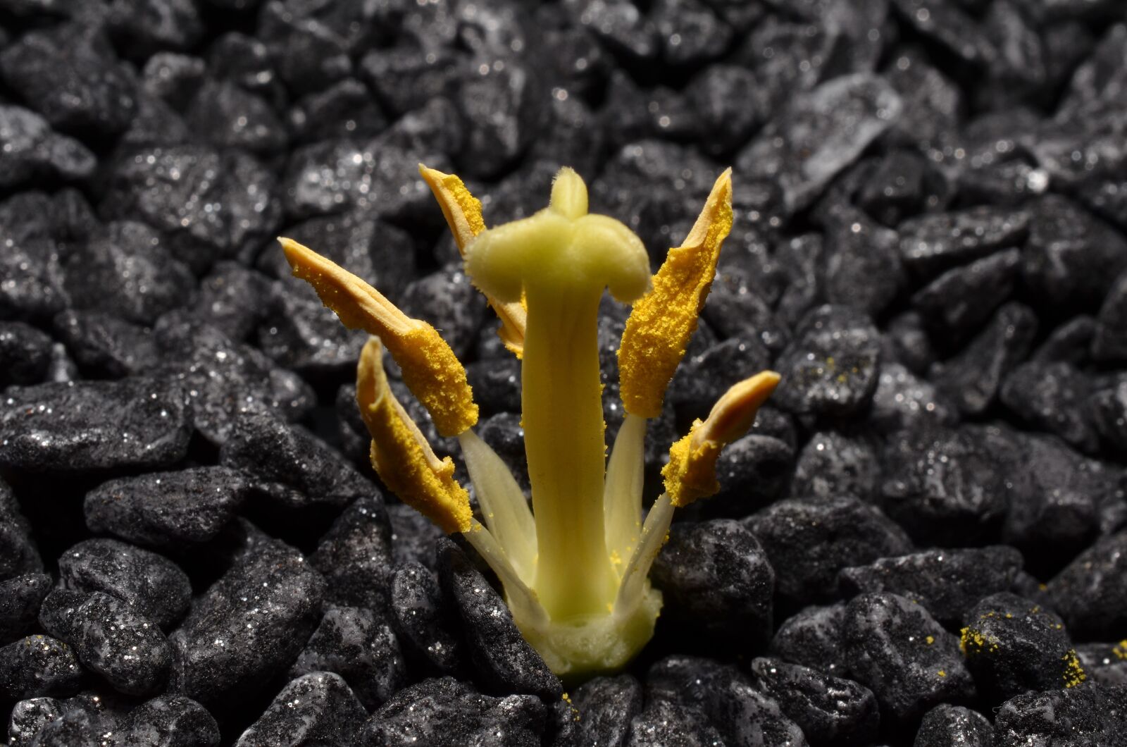 Nikon D5100 sample photo. Macro, stamens, yellow photography