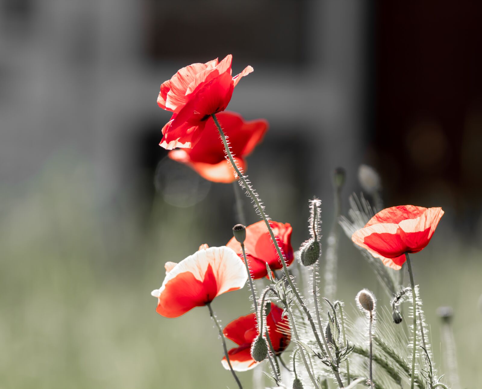Canon EOS 1300D (EOS Rebel T6 / EOS Kiss X80) + Canon EF 300mm F4L IS USM sample photo. Poppy, red flowers, sunshine photography