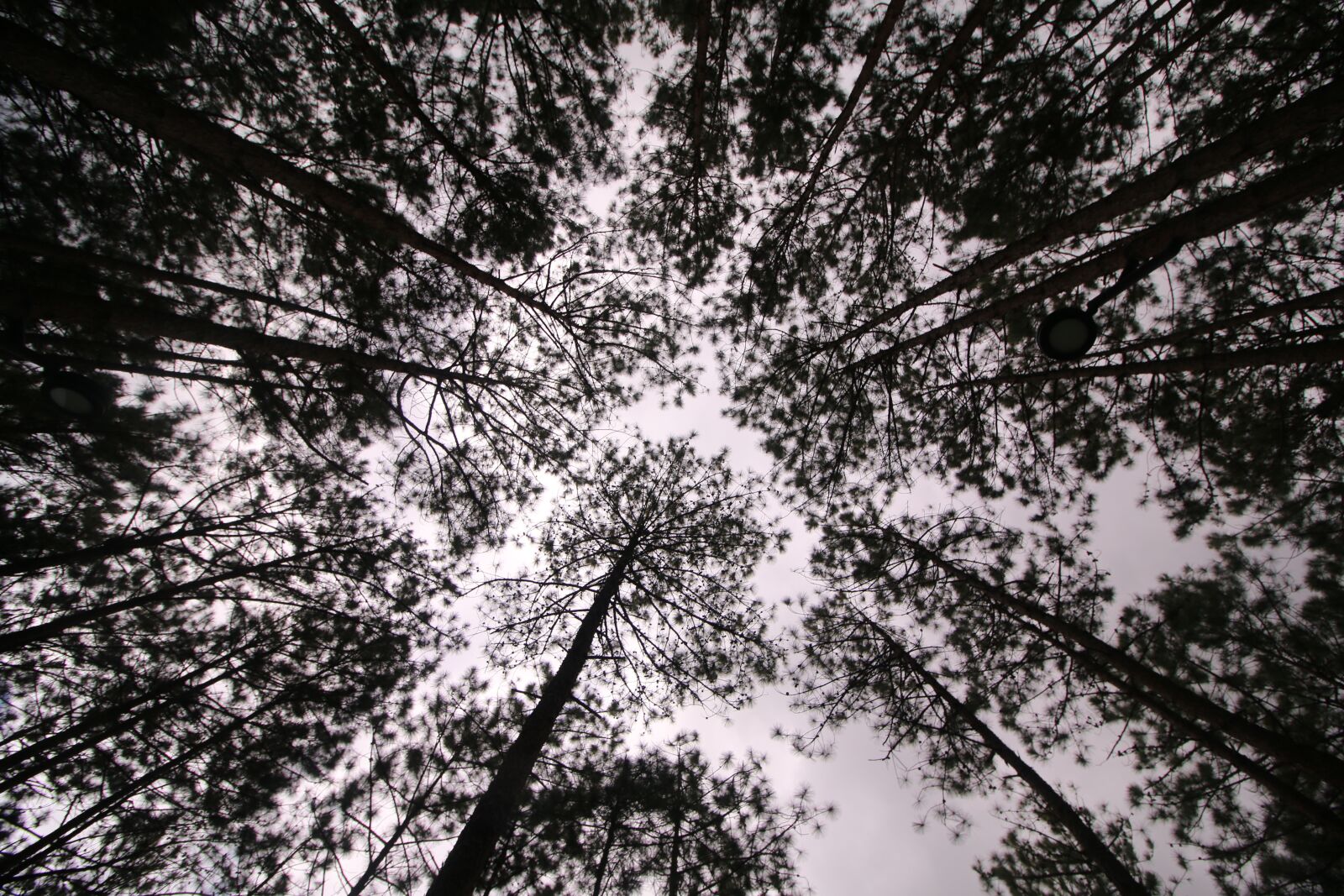 Canon EOS 70D sample photo. Tree, branch, nature photography