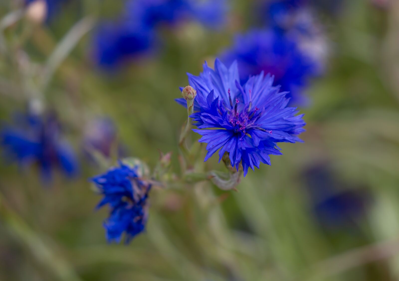 Canon EOS 5D Mark III sample photo. Flower, blue, wildflower photography