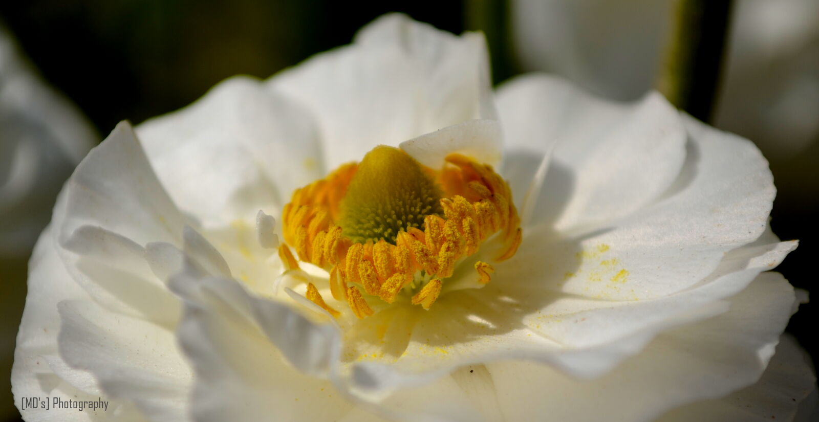 Nikon D5100 sample photo