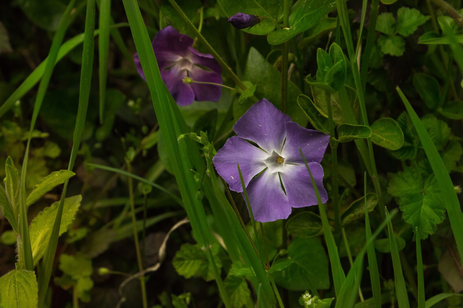 Canon EOS 600D (Rebel EOS T3i / EOS Kiss X5) sample photo. Flower, violet, green photography