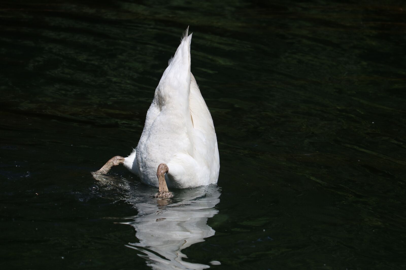 Canon EOS 750D (EOS Rebel T6i / EOS Kiss X8i) + Canon EF-S 55-250mm F4-5.6 IS STM sample photo. Swan, lake, animal photography