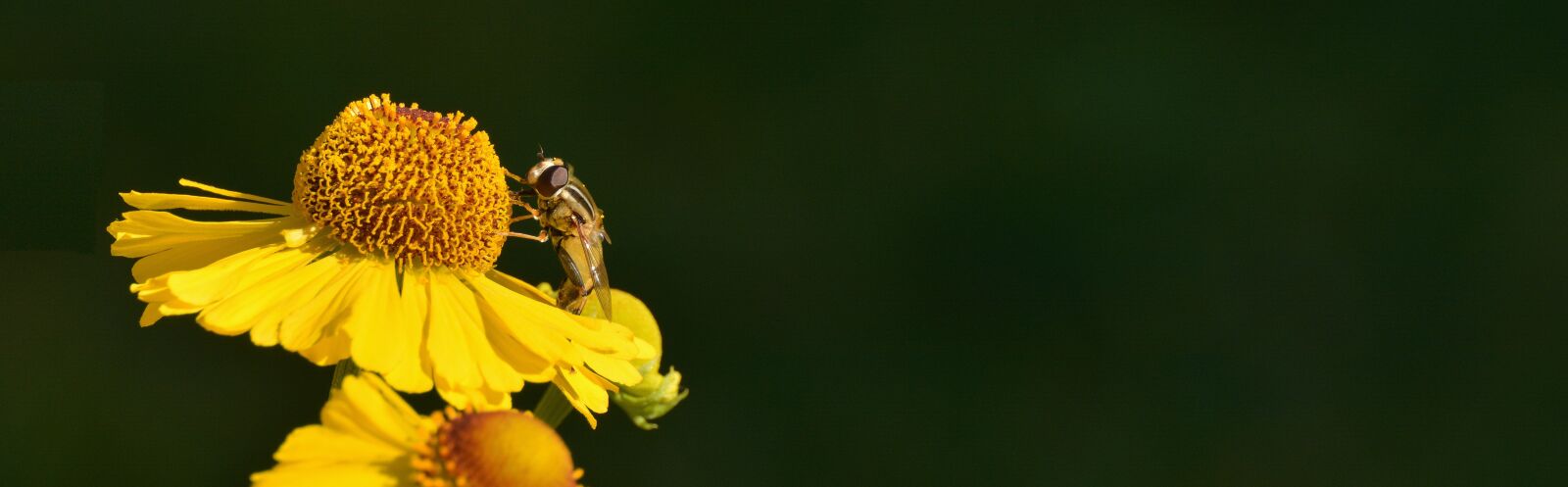 Nikon D5200 sample photo. Sun brews, helenium, composites photography