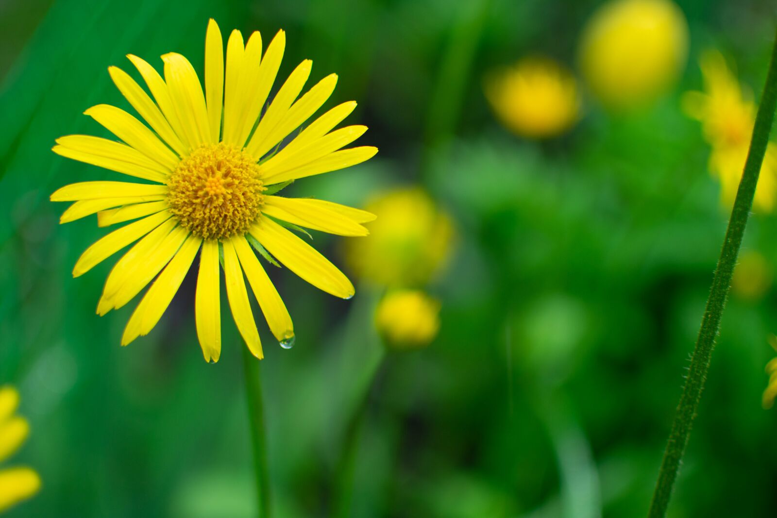Nikon D3400 sample photo. Flower, yellow, spring photography