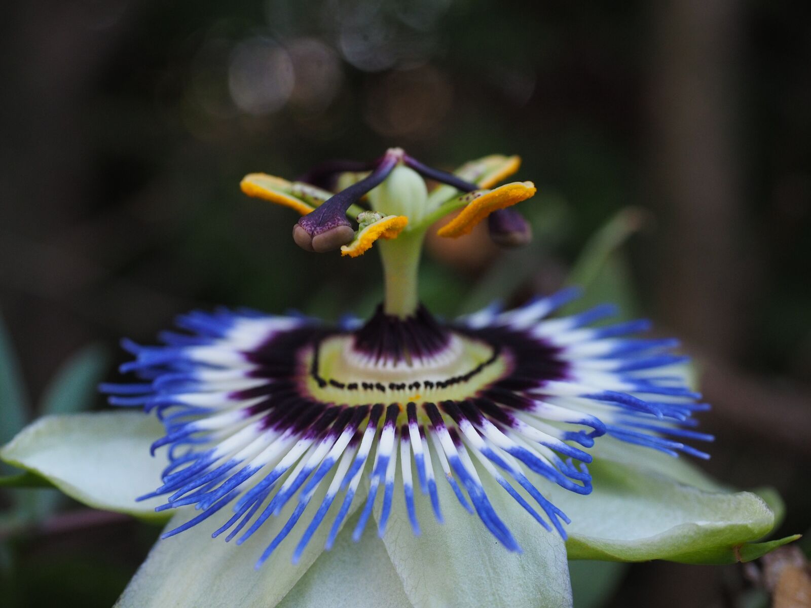 Olympus OM-D E-M1 + Olympus M.Zuiko Digital ED 12-40mm F2.8 Pro sample photo. Blue passion flower, blossom photography