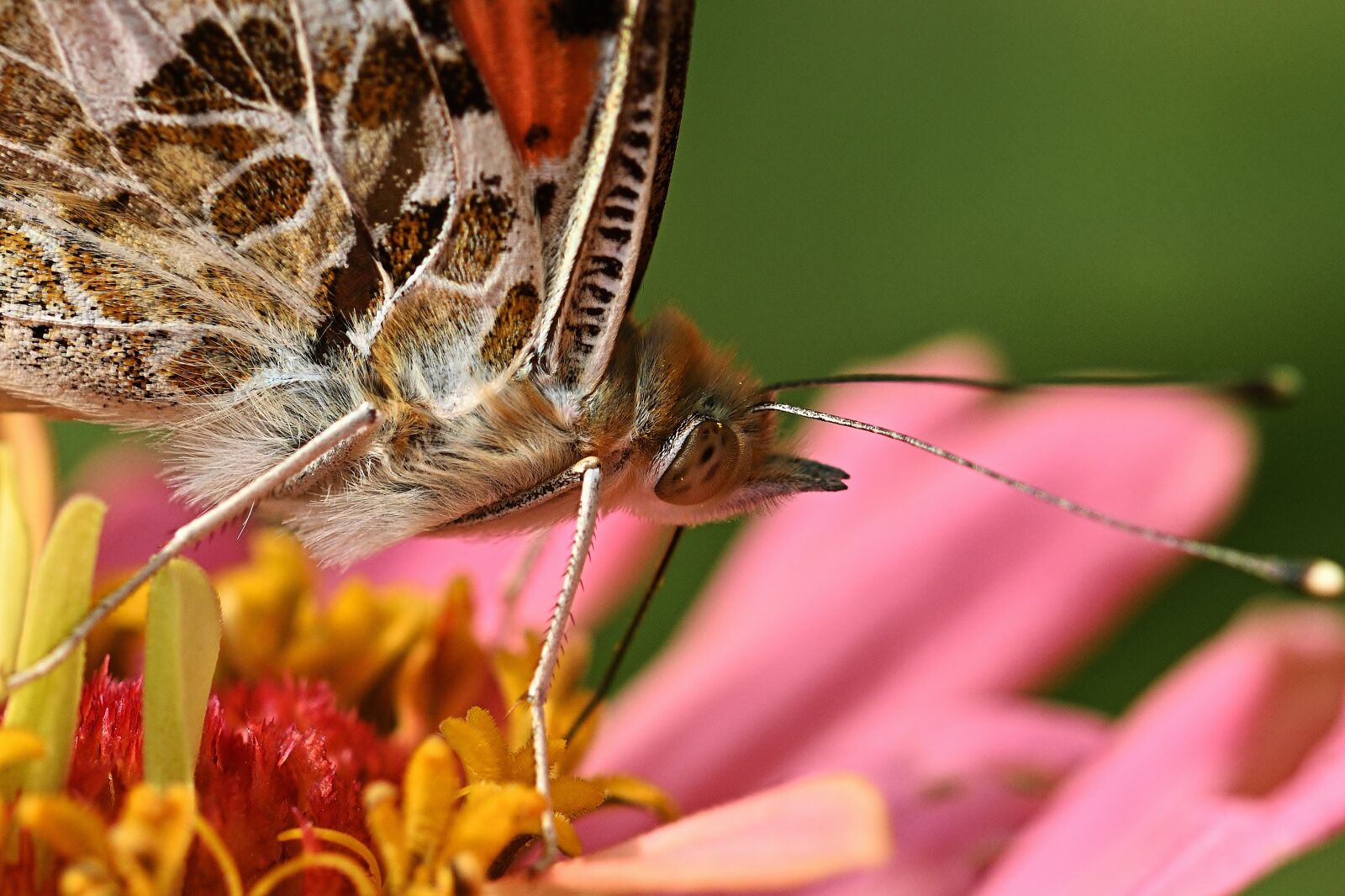 Nikon D5200 sample photo. Butterfly, vanessa cardui, macro photography
