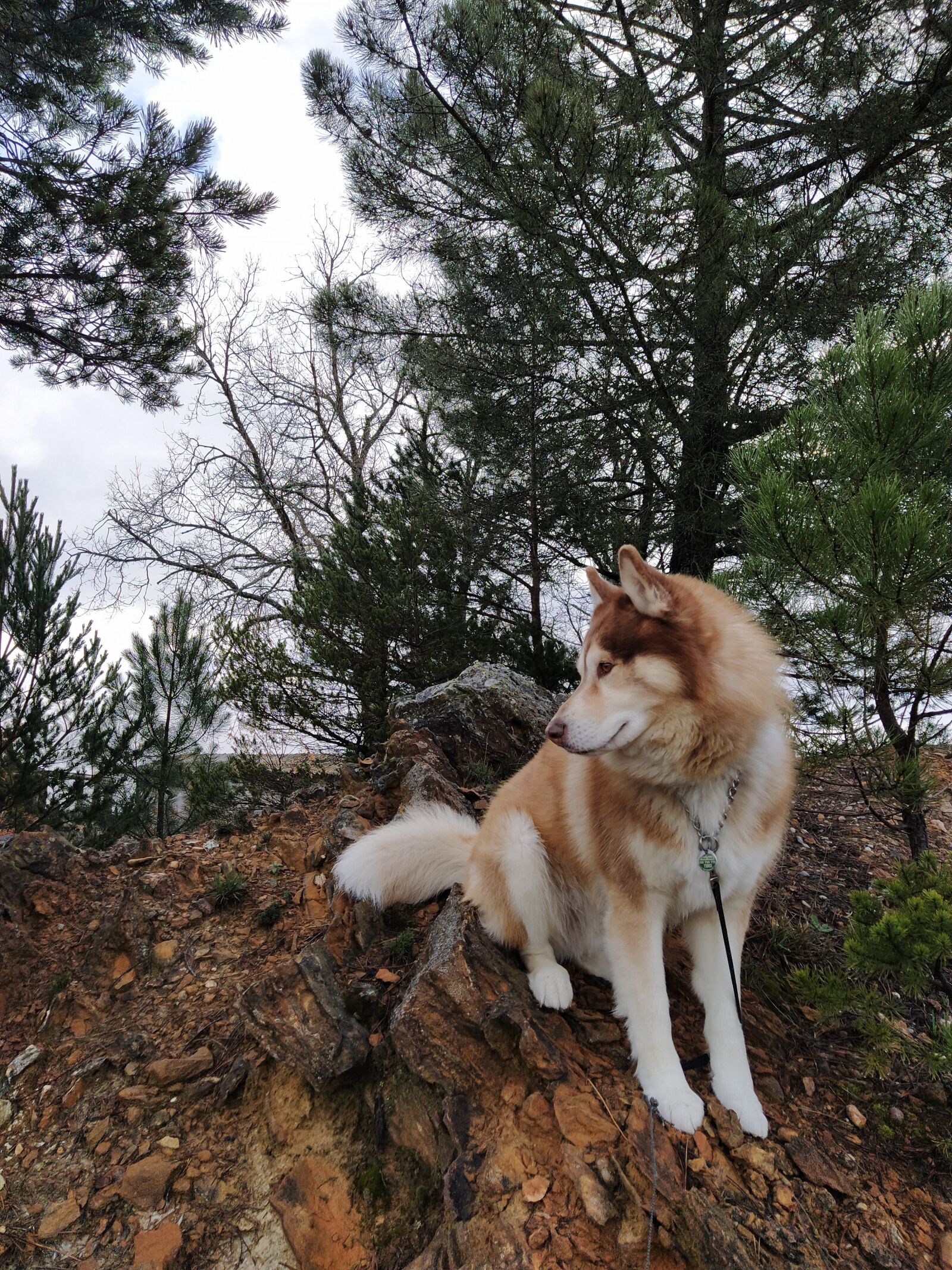 Xiaomi Mi A3 sample photo. Siberian husky, dog, pet photography