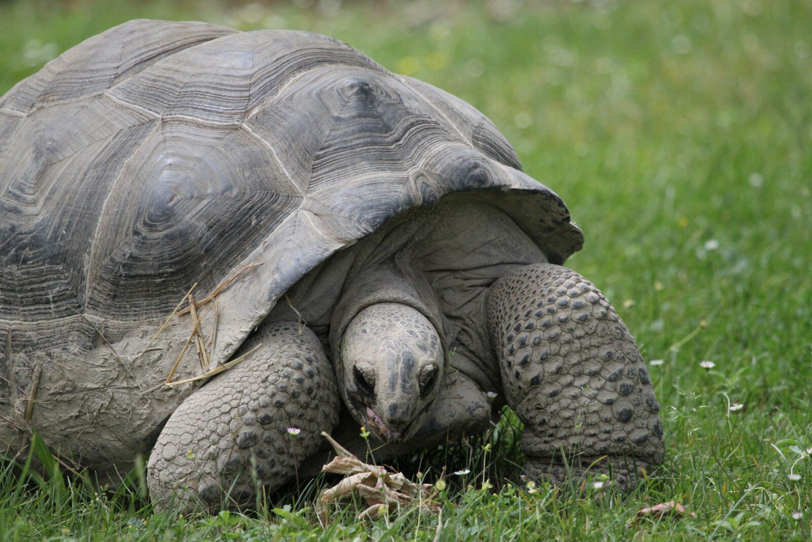 Canon EOS 500D (EOS Rebel T1i / EOS Kiss X3) sample photo. Turtle, tortoise, panzer photography